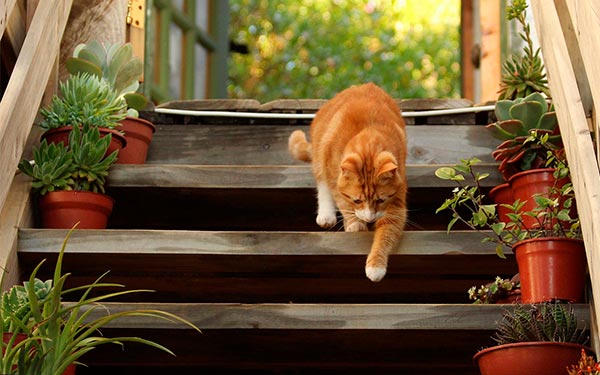 orange cat on woodstairs with plant pots composition tip using color
