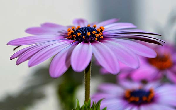 photo of flower fill the frame