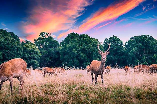 photo of deer herd composition tip off-center